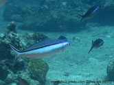 poisson, bande, verdâtre