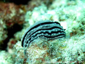 nudibranche verruqueux