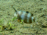 poisson, première nageoire dorsale très longue, bandes brunes