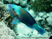 Poisson, bleu-vert, front turquoise, joues orangées, arrière, bleu clair