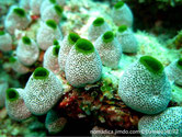 ascidie, tunique commune, blanche à marbrée verdâtre-brunâtre, surface trouée, sommet siphon, cerclé vert