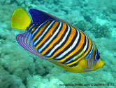 poisson, orange, rayé, blanc, noir