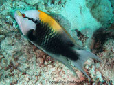 poisson, tête blanche, barre noir, dos orange, jaune, vert et gris