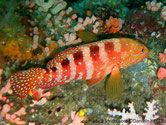 mérou, rouge orangé, points bleus, dos, barres, brun foncé, flancs blanchâtres.
