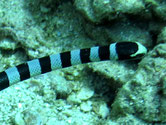 serpent, rayé noir