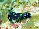 Nudibranche, fond noir, taches verts, panache branchiale noir veiné vert
