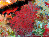 gorgone, éventail, rouge, orange, branches noeuds aux intersections, polypes blancs sur les 2 côtés