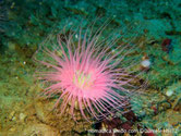 Cérianthe, tube, large, couronne tentacules longs, colorés, intérieur tentacules courts couleur contrastée