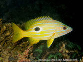 poisson, jaune, rayé, bleu, tache noire