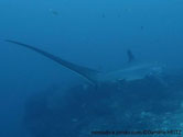 requin,  très longue queue, asymétrique, 