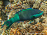 poisson, gorge, arrière queue, bleu clair