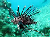 poisson, rayé,  grandes nageoires pectorales, et dorsale