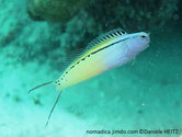 poisson, tête bleue, corps jaune, ligne noire