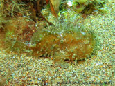 poisson, corps couverts d'appendices filamenteux, couleur variable