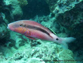 poisson, rougeâtre, bande noire, tache noire, dorsale, base, noire