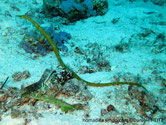 poisson, long, très fin, cylingrique, brun foncé, taches banchâtres