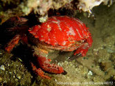 Crabe, carapace large, rouge,  pinces, terminaison noire