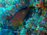 poisson, comprimé, front haut, verdâtre, rosé, queue, lobe jaune, joue, trace jaune, nageoires, dorsale, anale, bleu foncé