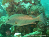 poisson, corps massif, dos brun verdâtre, flancs,  ventre, rougeâtre, nageoires teintée rougeâtre