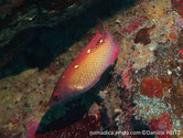 poisson, dos, taches, blanches, alignées