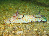 nudibranche, corps, blanc, points jaune orangé  deux, cercles, violets, 
