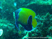 poisson, comprimé, jaune, écailles tachées, bleu, zone bleue foncé, brodé bleu vif