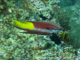 poisson, rouge bordeaux, arrière tache jaune, bande blanche médiane, nageoire pectorale,tache noire