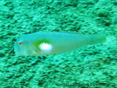 Poisson, front bombé, flanc, tache blanche, lumineuse
