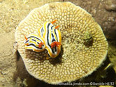 Nudibranche, 3 à 5 lignes noirs, lignes jaunes , panaches branchial et rhinophores oranges 
