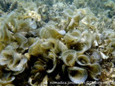 Algue brune, en forme de cornet, brun blanc, bordure ciliée