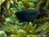 poisson, demoiselle, ligne bleue