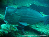 poisson, front,grosse bosse, 