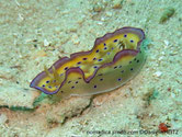 Nudibranche, manteau large, beige, jaune, motif taches ronde violet cerclé mauve, pied beige bord blanc, motif point violet cerclé mauve, 
