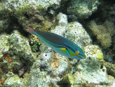 poisson, brun verdâtre, lignes bleues, tache jaune base nageoire pectorale,  joues jaune orangé, 