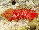 Nudibranche, grande taille, couleur rose, orange, rouge, bordure du manteau ondulé