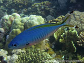 poisson, dos, ligne, jaune