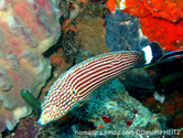 poisson, brun, tirets, blancs