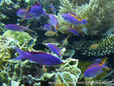 poisson, allongé, mauve-rose, tache rouge à l'arrière de la nageoire dorsale, femelle, dos, bande, jaune