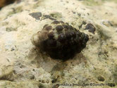 Escargot de mer, fond blanc, nodules brun foncé, noirs, ouverture étroite