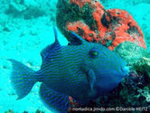 poisson, ovale, bleu, rayé