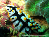 nudibranche verruqueux