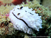 nudibranche verruqueux