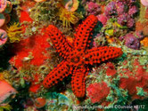Etoile de mer, fond brun maillage rouge, épines courtes