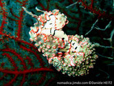 nudibranche verruqueux