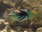poisson, ovale, coloré