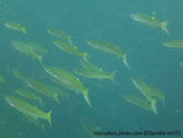 poisson, allongé, dos jaunâtre, ventre argenté, queue jaune, flancs, 2 bandes brunpatre 