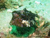 poisson, cubique, beige marbré, taches bleues, petites cornes, 