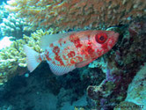poisson, gros, yeux, marbré, rouge, argenté, queue, arrondie