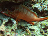 poisson, rouge orangé, bandes, nageoire dorsale, taches noires