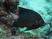 poisson, demoiselle, bleu foncé, points bleus